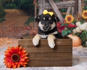 Dixie Pomsky Mix